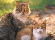 英雄联盟总决赛时间-天光破晓，当多特蒙德的钢铁意志照亮梅西的清晨暗室