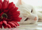 英雄联盟总决赛门票-尼斯封锁加纳，劳塔罗如何成为打破僵局的关键先生