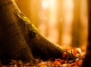 英雄联盟总决赛时间-当东方大鲨鱼咬碎西方雷霆，冷血霍勒迪的制胜一枪