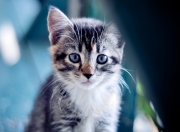 英雄联盟总决赛时间-战火在别处燃烧，而传奇在此刻定格，当勇士与老鹰的硝烟，遇见詹姆斯里程碑的微光