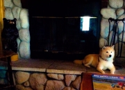 英雄联盟总决赛门票-当公牛在芝加哥冰封森林狼，马克西在巴塞罗那燃起火焰