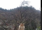 LOL赛事-巴黎VS米兰，当足球成为艺术，孔德是那个签名者