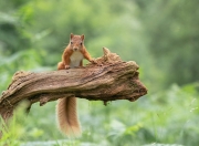 -当凤凰城太阳跨越时空挑战新疆男篮，杜兰特如何用死神镰刀收割胜利？