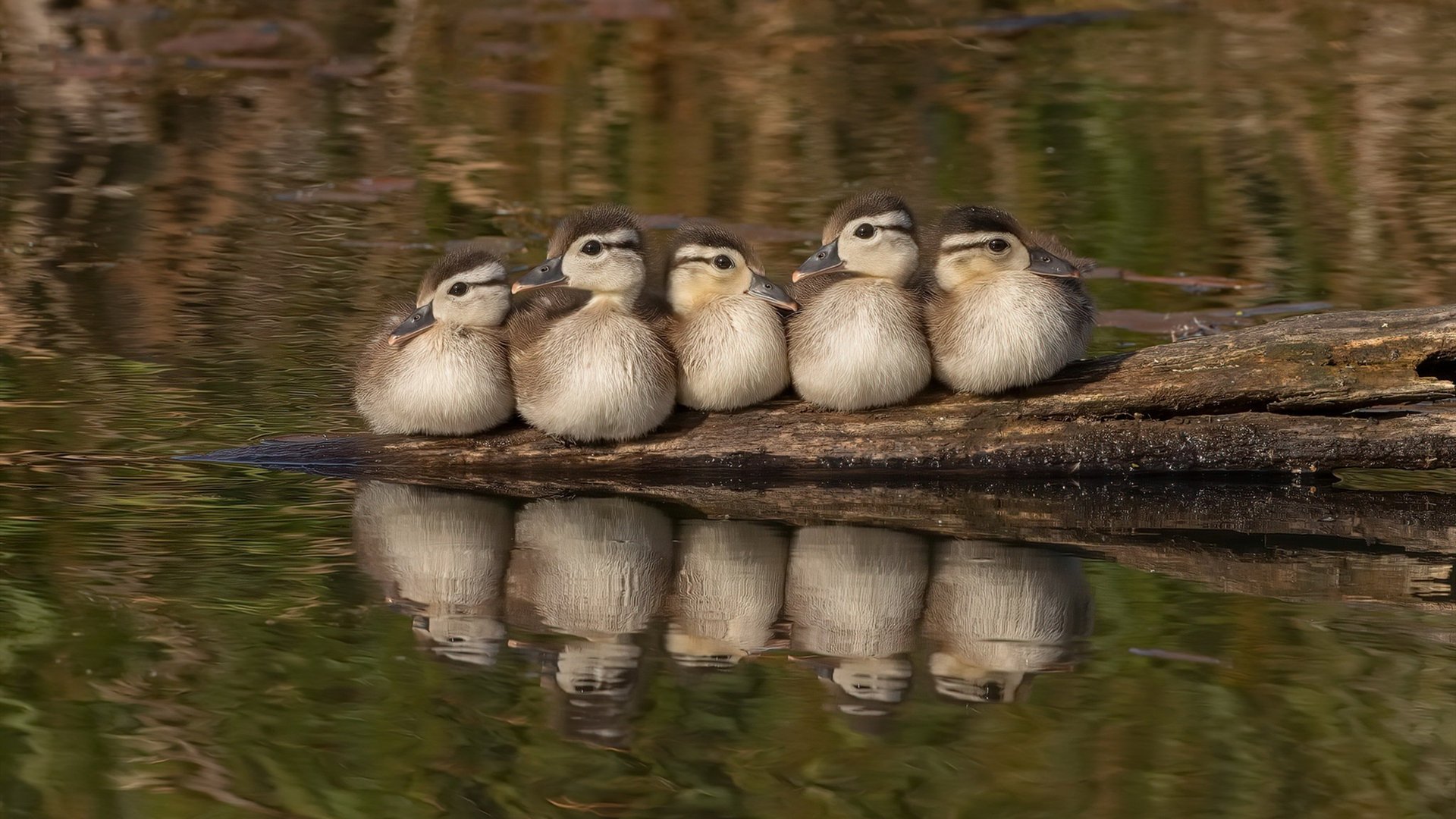 戈麦斯闪耀全场无争议MVP,美国2-0完胜牙买加晋级