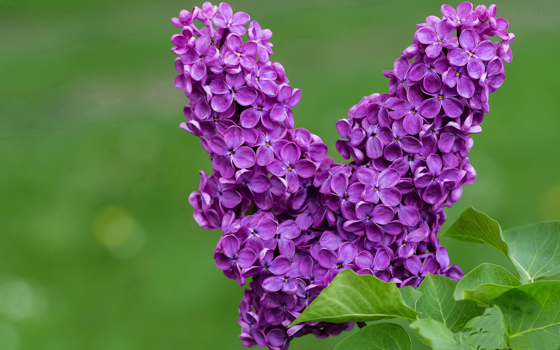 单节风暴,当霍勒迪接住火箭的压力,爵士在休斯顿夜空中失重