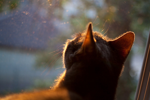 发射器启动!克莱超频输出打穿鹈鹕防线,老鹰展翅带走胜利