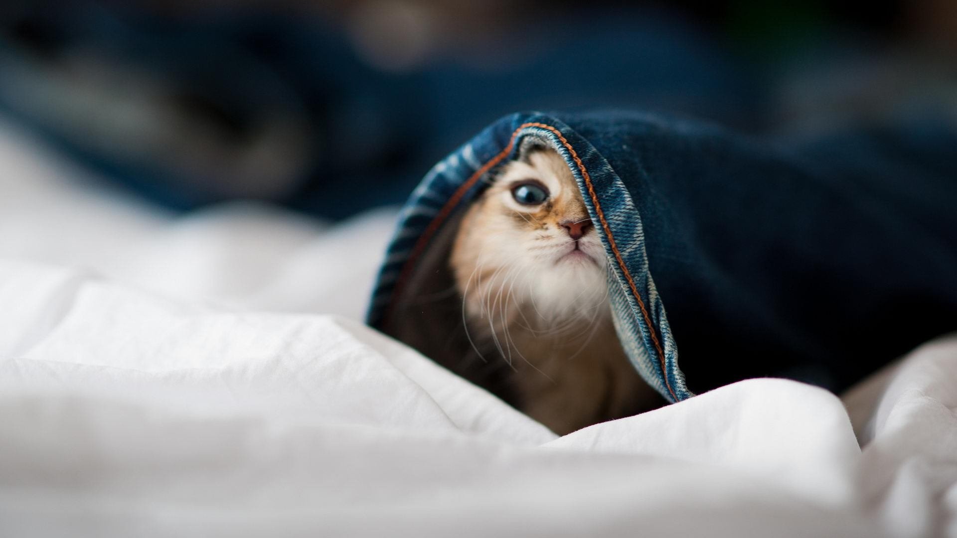 逆境之舞,杰伦·格林如何用一记绝杀宣告新生代的降临