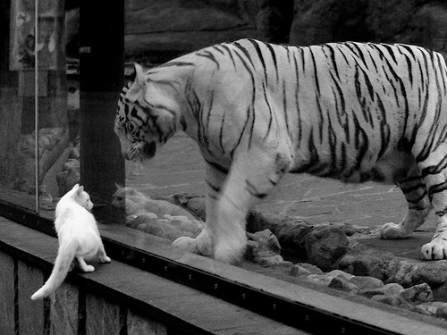 独舞，在这夜的键盘上，布伦森的宣叙调与开拓者的残响