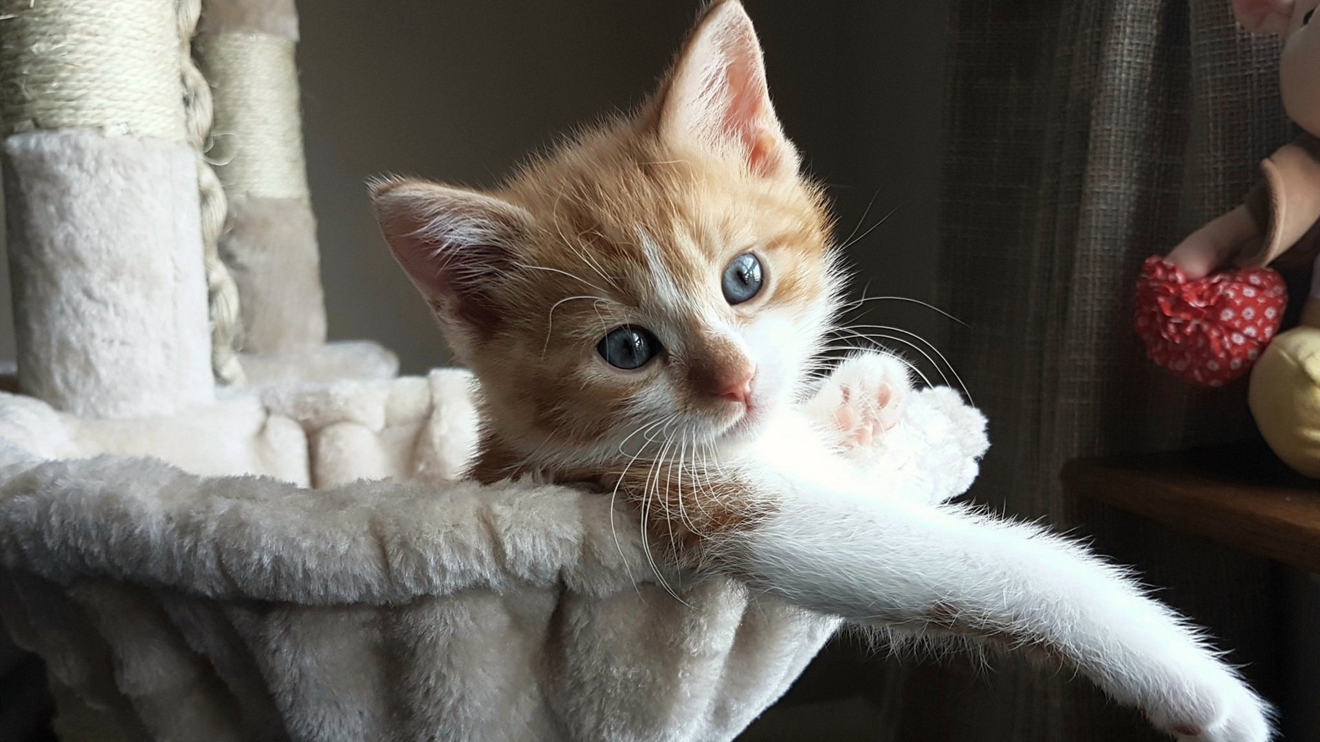 冰与火之歌,基耶萨的烈焰独舞,映照加拿大足球的破冰黎明