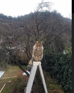 巴黎VS米兰,当足球成为艺术,孔德是那个签名者