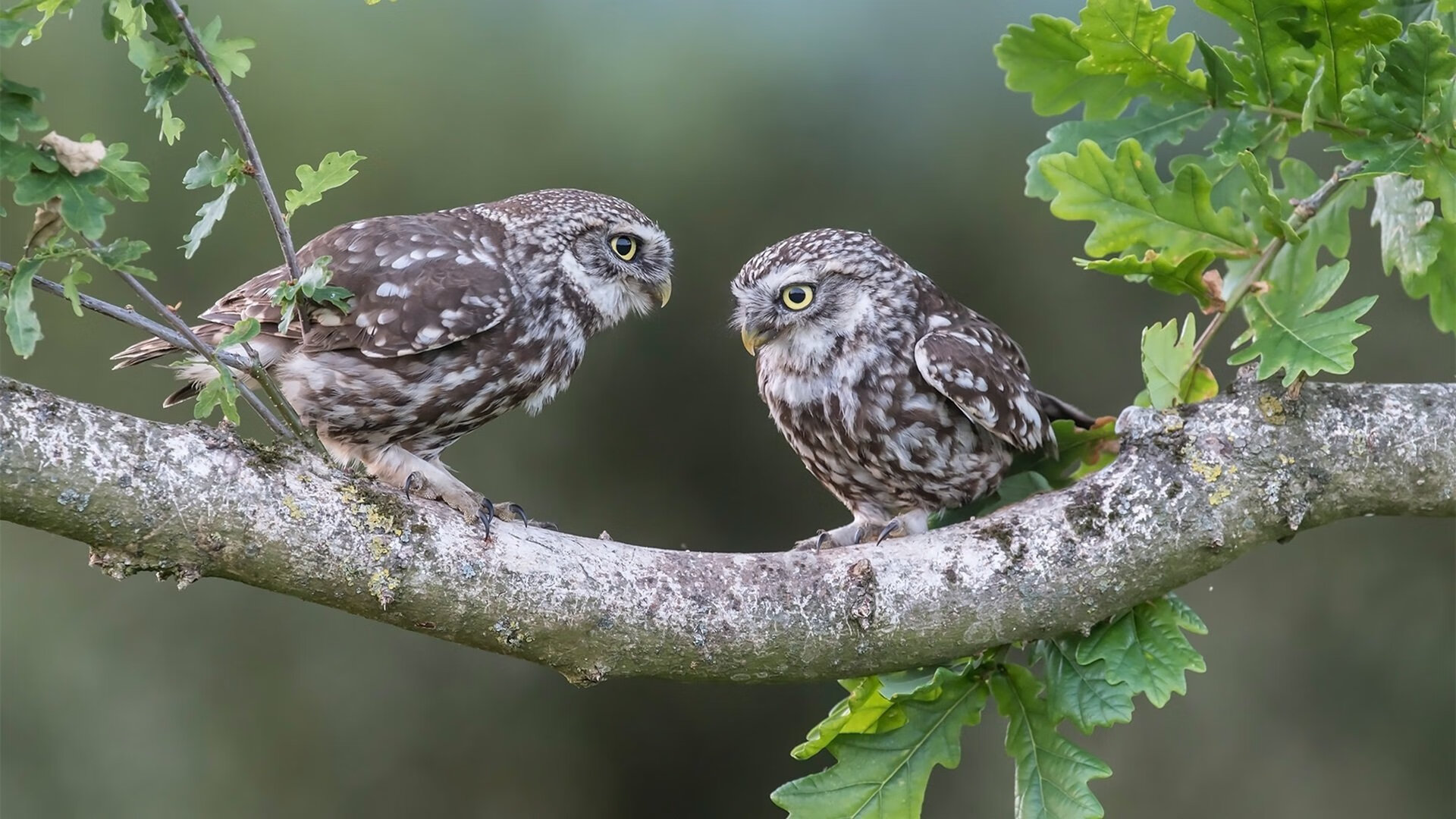 赛场如棋局,恩佐一人执子,韩国三步将死南美豪强智利