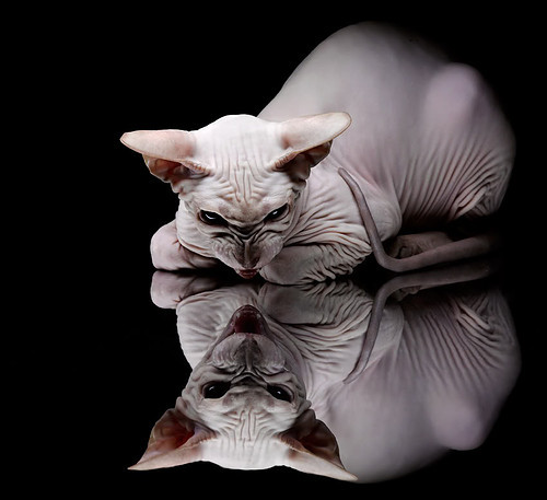 埃及奇迹,正面击溃巴萨,莫德里奇关键先生闪耀