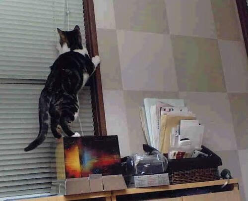 沙漠风暴掀翻非洲雄狮,沙特如何用精密手术终结马里世界杯之梦?