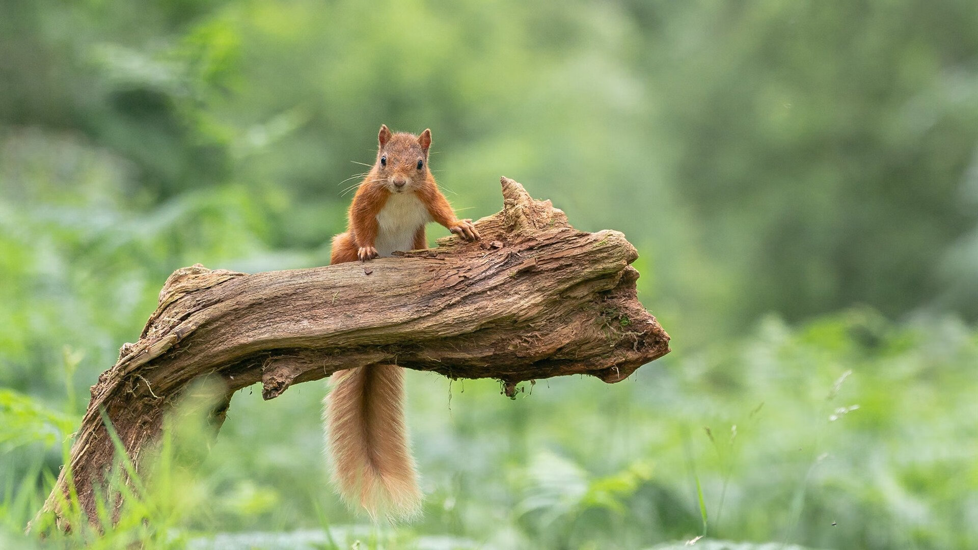 当凤凰城太阳跨越时空挑战新疆男篮,杜兰特如何用死神镰刀收割胜利?