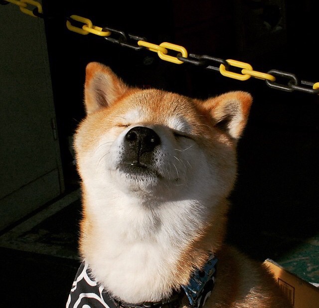 火力交响曲,卡拉斯科主导攻防,厄瓜多尔战术引擎全速碾压加拿大