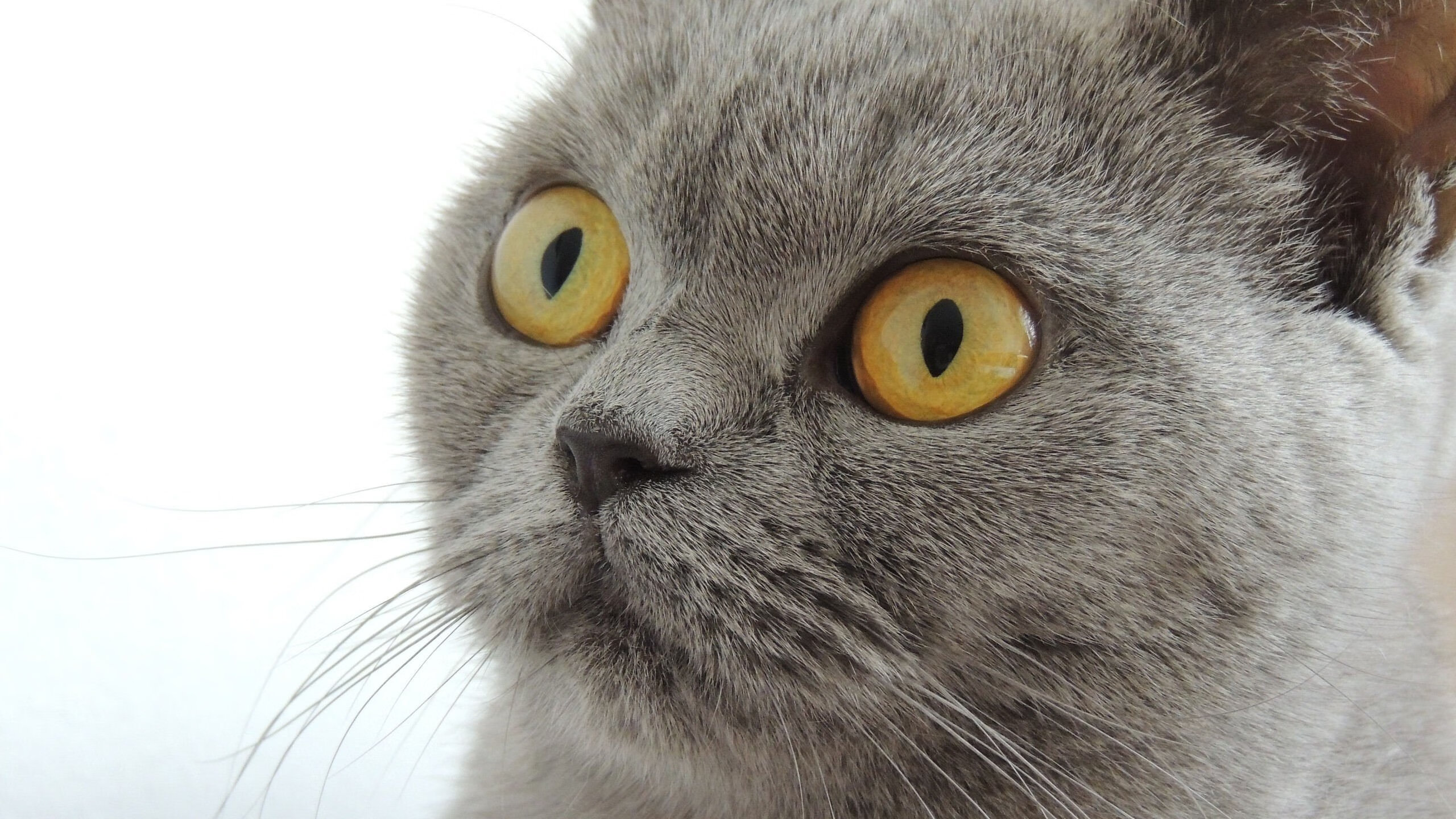 乔治惊艳四座，美加墨世界杯之夜的闪耀之星